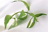 A sprig of lemon verbena