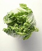A Head of Chinese Cabbage