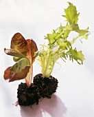 Young curly endive and romaine lettuce plants