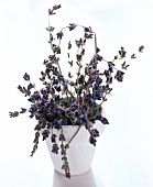 Lavendel im weissen Blumentopf