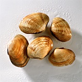 Five clams
