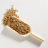 Grains of barley on wooden scoop