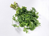 A bunch of coriander