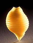 One Pasta Shell