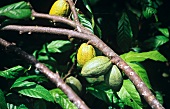 Cacao fruits on the branch