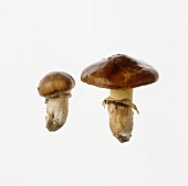 Two butter mushrooms