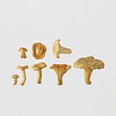 True chanterelles 