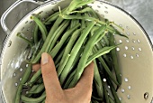 Washing Green Beans in a Collander