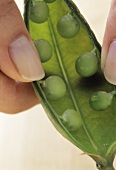 Hands Opening a Pea Pod