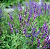 Blühender Salbei im Garten