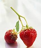 Zwei Erdbeeren am Zweig auf weißem Untergrund
