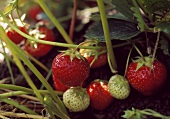 Erdbeeren, reif und unreif, an der Pflanze auf dem Feld