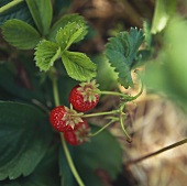 Three small red strawberries on the plant