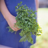 Person with blue apron holding bunch of herbs (close-up)