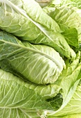 Several pointed cabbages (close-up)