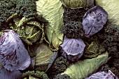 Assorted Cabbage