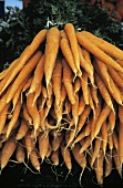 A Bunch of Fresh Carrots