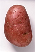 Eine Kartoffel der Sorte Roseval