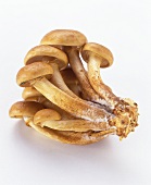 Young mushrooms (Kuehneromyces mutabilis)