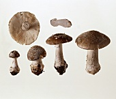 A few Tall Amanita mushrooms (Amanata excelsa)
