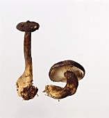 Mohrenkopf-Pilze (Lactarius lignyotus, Schwarzkopfmilchlinge)
