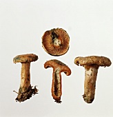 Milkcap mushroom (Lactarius deterrimus)