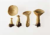 Four mushrooms (Clitocybe geotropa) & a mushroom cap
