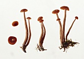 Deceivers (Laccaria laccata)