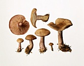 Blewits