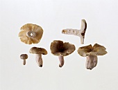 Mushrooms (Russula olivacea)