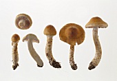 A few mushrooms (Cortinarius triumphans)