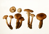 A few honey mushrooms (Honey agaric)