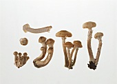 A few honey mushrooms