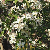 Flowering apple tree (close-up)