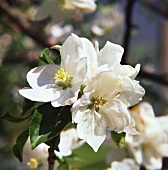 Apfelblüten am Zweig nach Frostberegnung