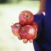 Vier rote Äpfel in einer Hand im Freien