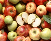 Various types of apples (filling picture) & halved apple