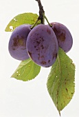 Two damsons with stalk and leaves