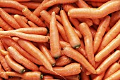 Several Fresh Carrots