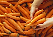 Hände nehmen einige Karotten von einem Haufen