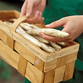 White Asparagus in Basket