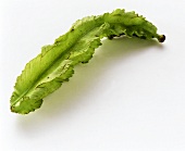 Asparagus pea
