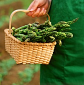 Hand holding a basket of freshly cut green asparagus