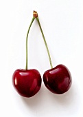 A pair of cherries, variety: Deutsche Knorpelkirsche