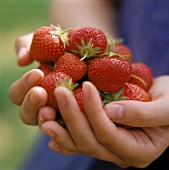 Hände halten frisch gepflückte Erdbeeren