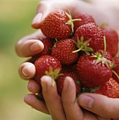 Hände halten frisch geplückte Erdbeeren