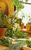 Various Fresh Herbs in the Kitchen