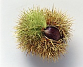 A sweet chestnut in opened prickly shell