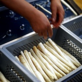 Asparagus being packed into plastic boxes after washing