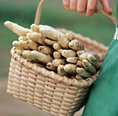 Freshly harvested white asparagus being carried in a basket